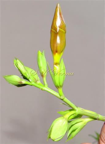  Inflorescence-Cymose panicle